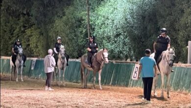غدا.. منتخب الفروسية للأولمبياد المصري يشارك في مسابقة الفروسية الإقليمية – العين 2025