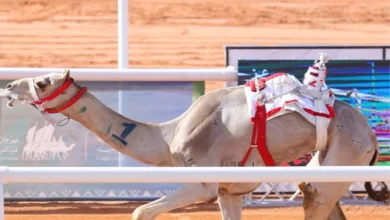 الاتحاد السعودي للهجن يعلن جدول ومواعيد دوري هجان 2026 – كورة بريك