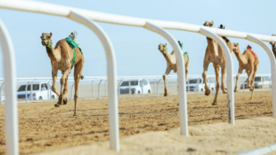 مهرجان خادم الحرمين الشريفين للهجن 2025